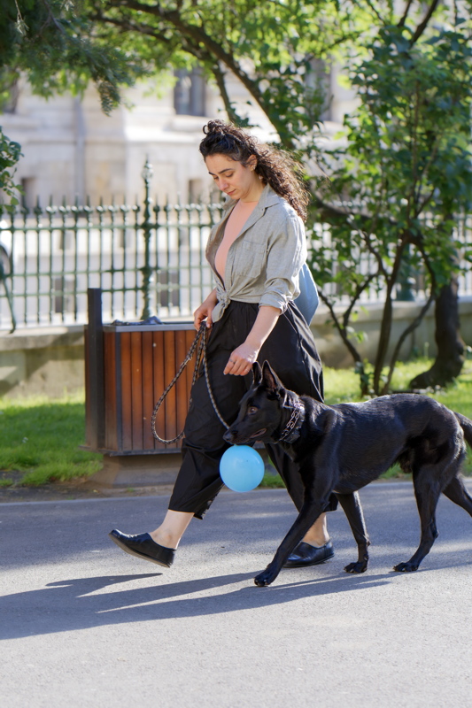10 - Person walking a black dog carrying a blue balloon in its mouth